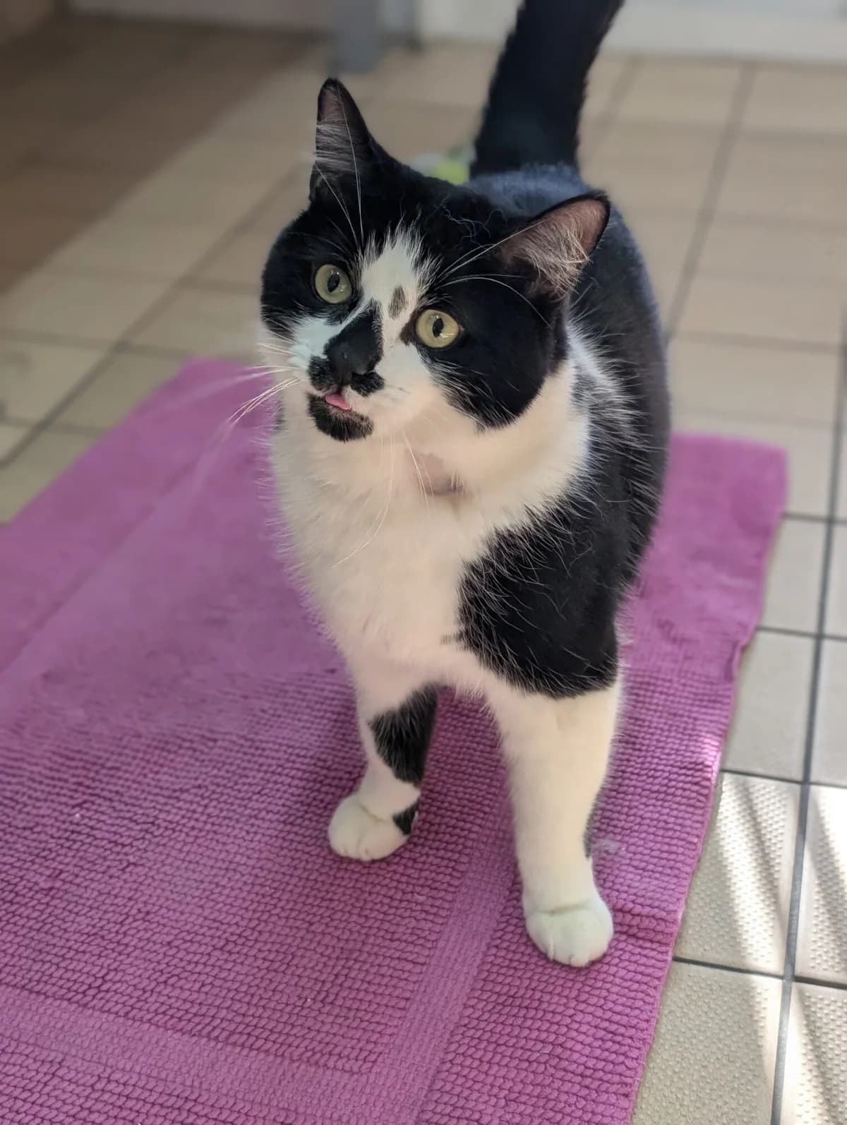 Odin & Lucky, male mixed breed for adoption at Edinburgh Dog and Cat Home, Edinburgh