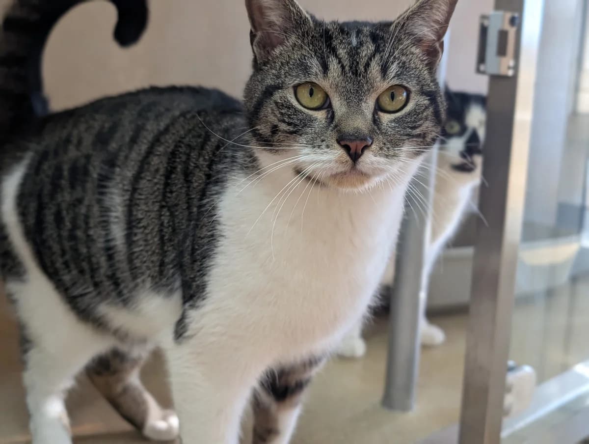 Odin & Lucky, male mixed breed for adoption at Edinburgh Dog and Cat Home, Edinburgh — photo 2 of 6