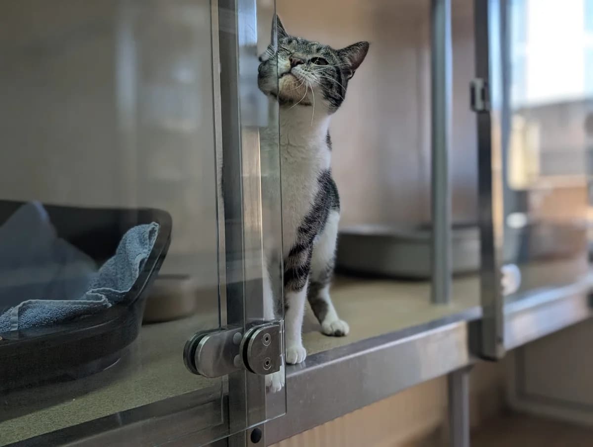 Odin & Lucky, male mixed breed for adoption at Edinburgh Dog and Cat Home, Edinburgh — photo 3 of 6