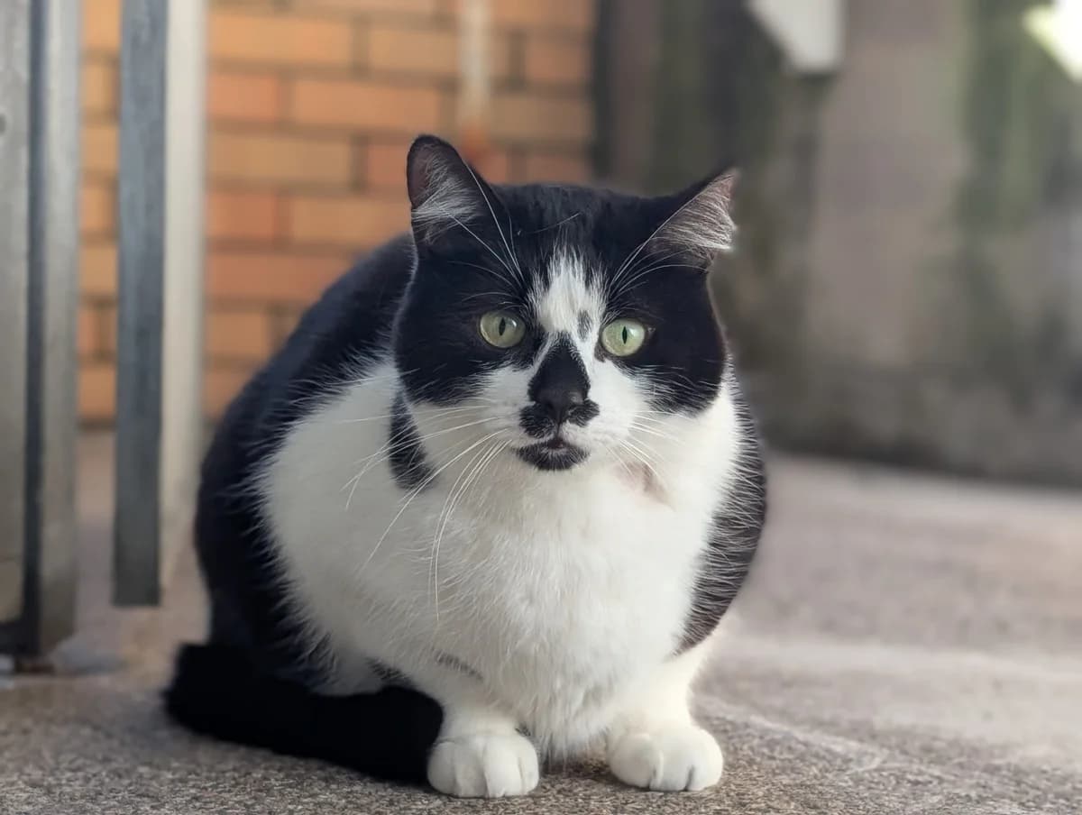 Odin & Lucky, male mixed breed for adoption at Edinburgh Dog and Cat Home, Edinburgh — photo 4 of 6