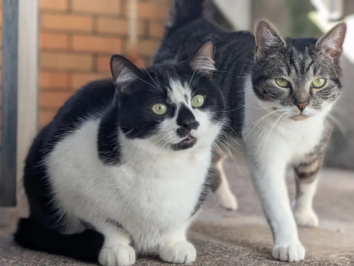 Odin & Lucky, male mixed breed for adoption at Edinburgh Dog and Cat Home, Edinburgh — photo 5 of 6