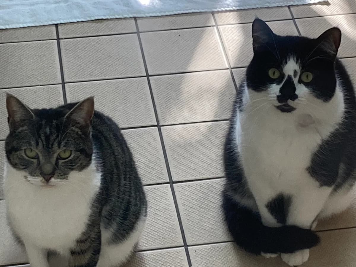 Odin & Lucky, male mixed breed for adoption at Edinburgh Dog and Cat Home, Edinburgh — photo 6 of 6