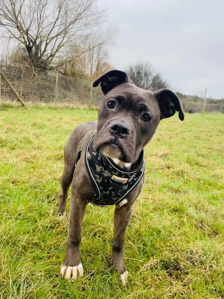 Olivia, female young mixed breed for adoption at All Dogs Matter, London