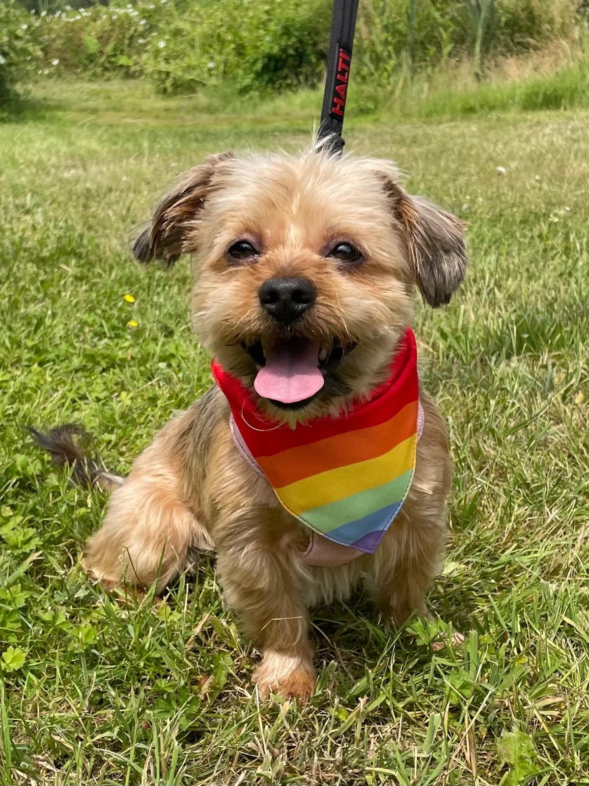 Osborn,  (All Dogs Matter)