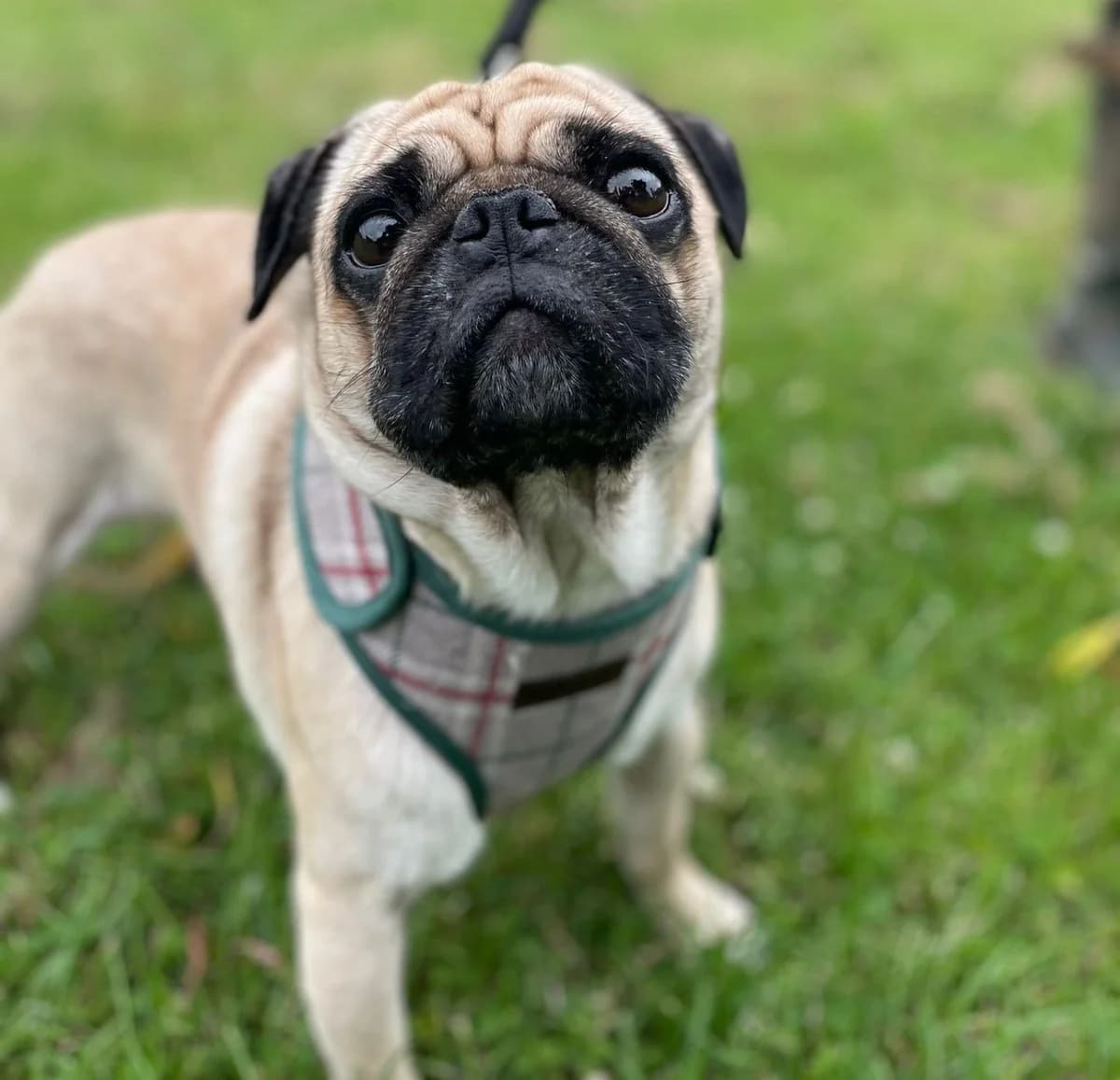 Oscar,  (All Dogs Matter)