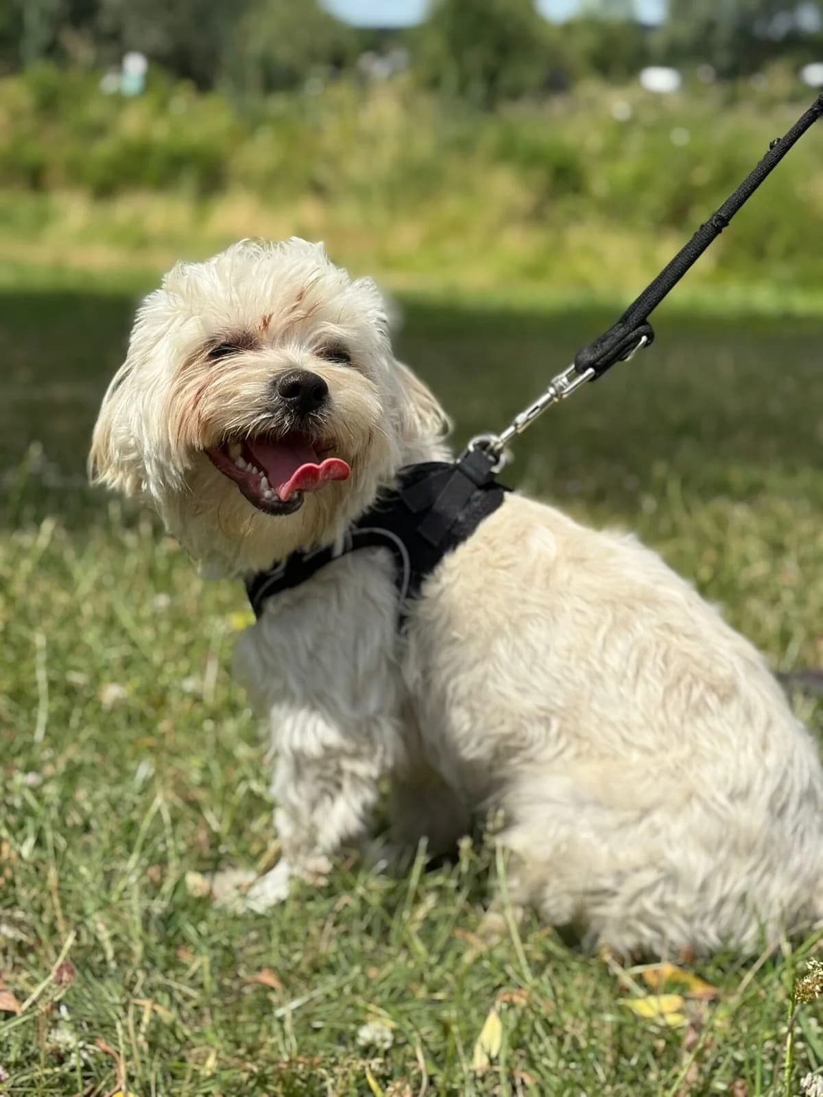 Oscar,  (All Dogs Matter)