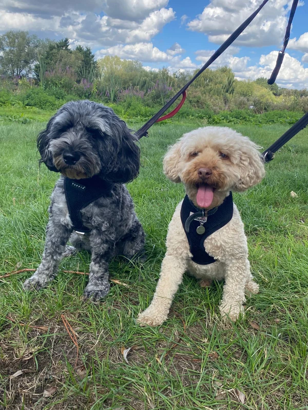 Otis & Herman,  (All Dogs Matter)