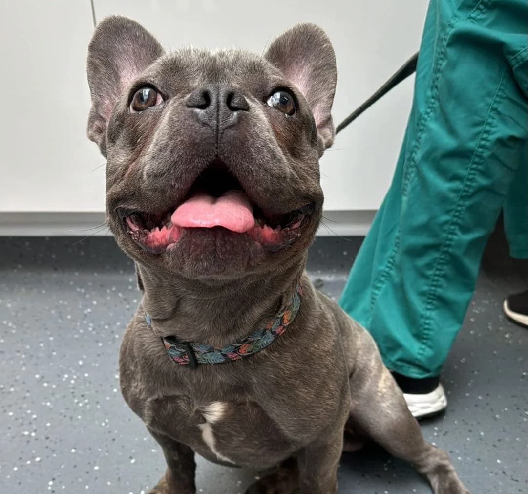 Otto,  (All Dogs Matter)