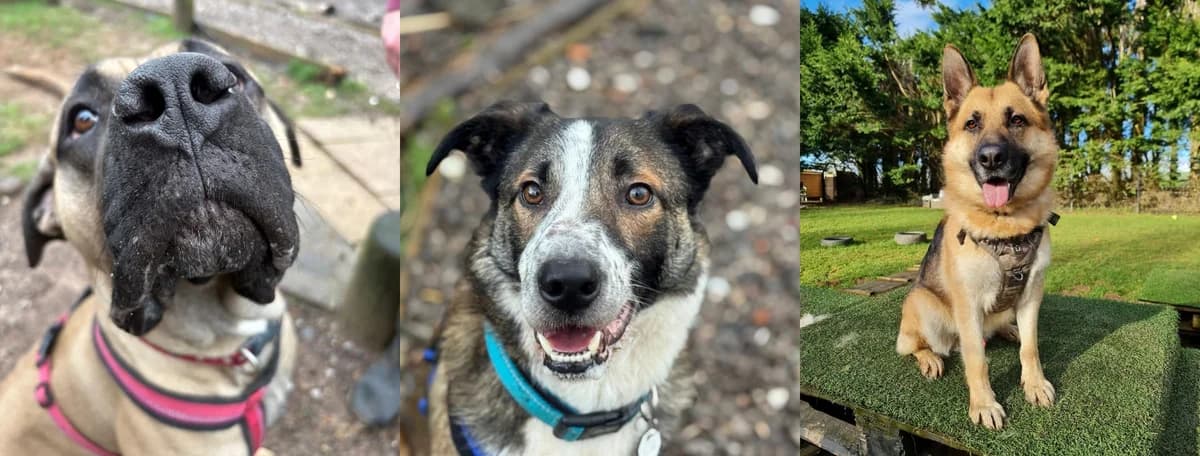 Meet our Trustees, female senior Husky for adoption at Hope Rescue, Pontyclun