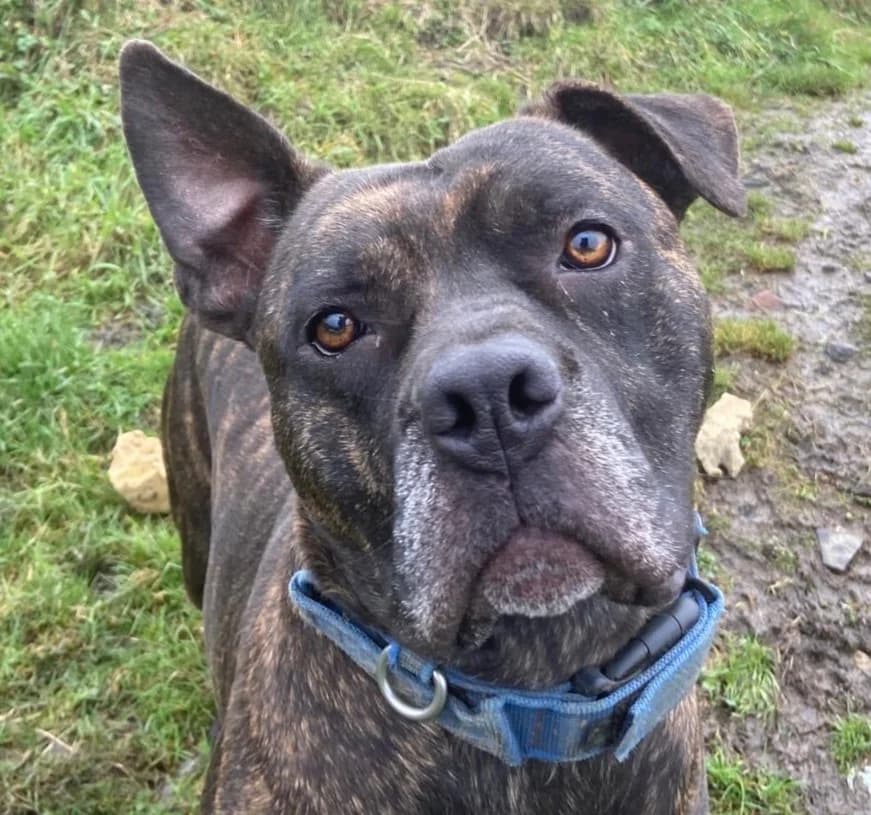 Pablo, male Mixed Breed for adoption at Liverpool