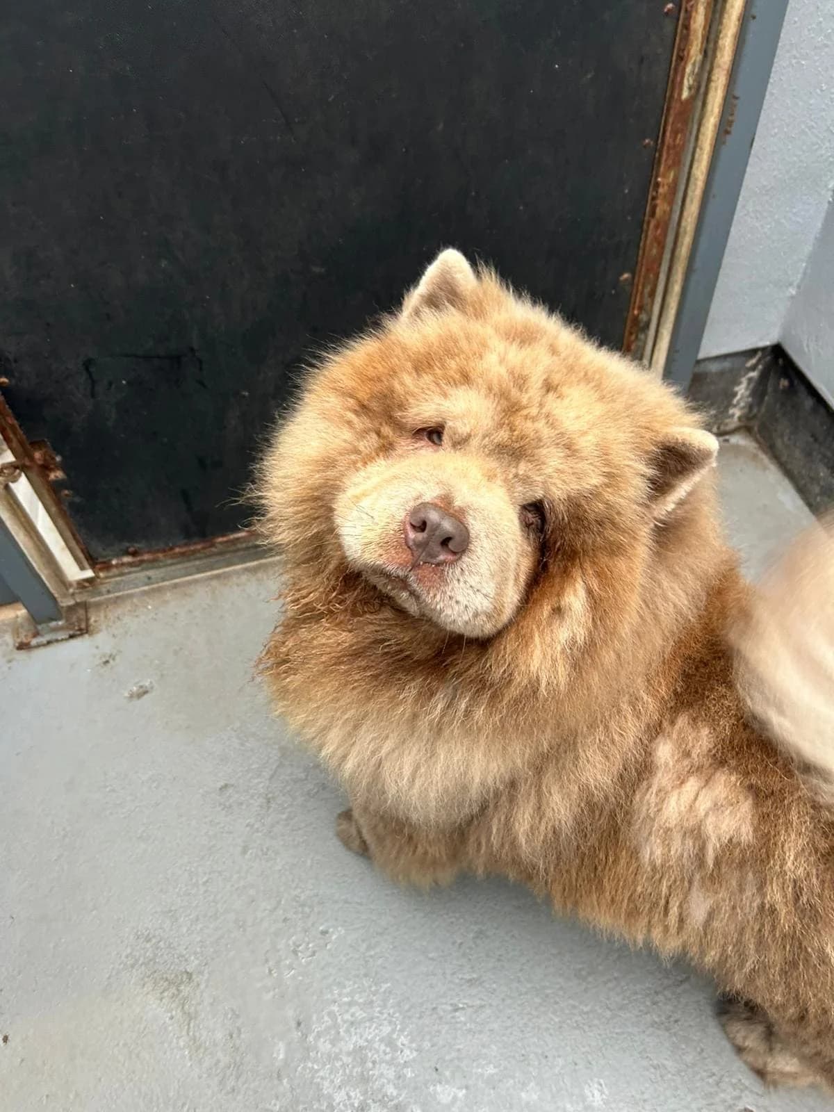 Pablo, male Mixed Breed for adoption at Freshfields Animal Rescue, Liverpool photo 2