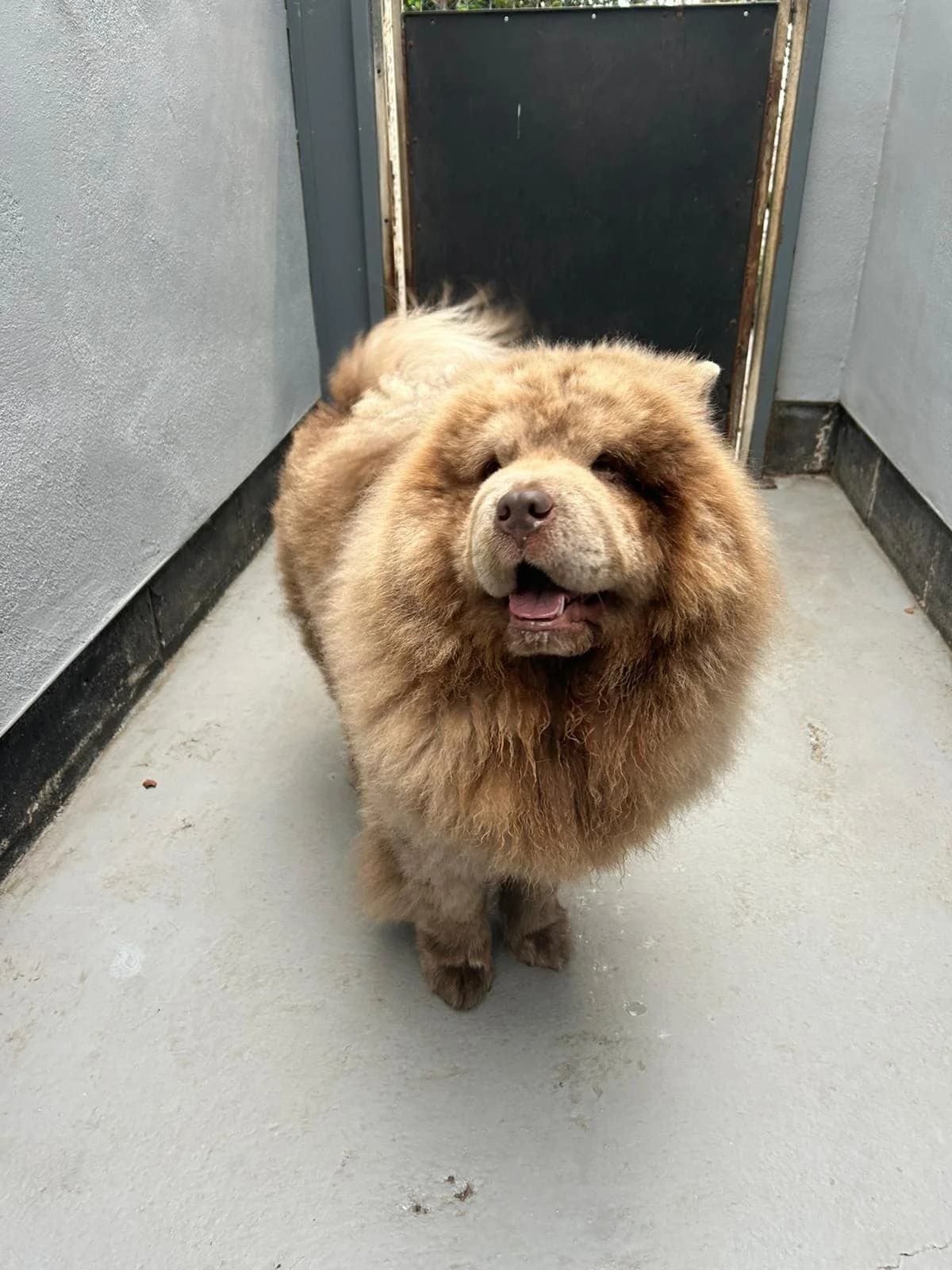 Pablo, male Mixed Breed for adoption at Freshfields Animal Rescue, Liverpool photo 3