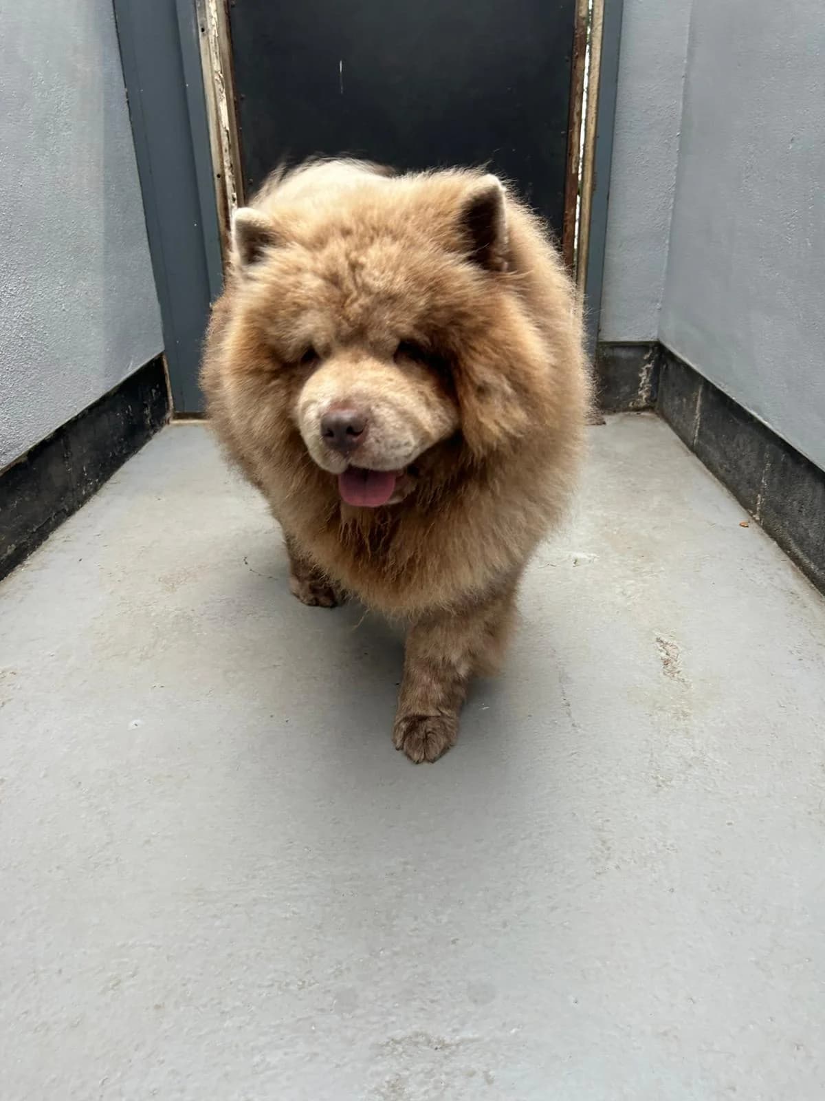 Pablo, male Mixed Breed for adoption at Freshfields Animal Rescue, Liverpool photo 4