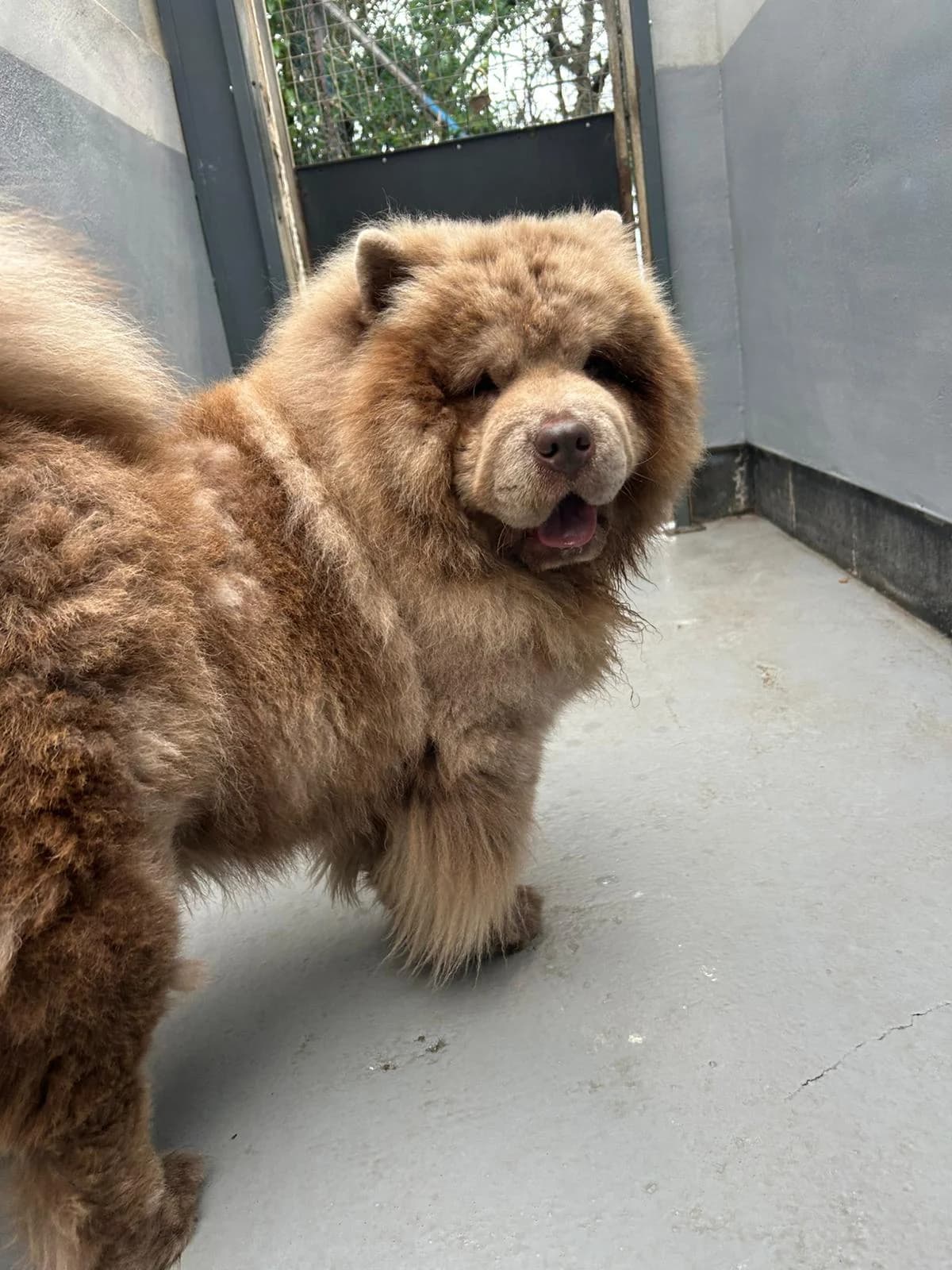Pablo, male Mixed Breed for adoption at Freshfields Animal Rescue, Liverpool photo 5