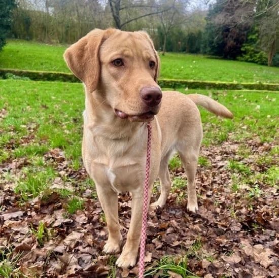 Paco, female young mixed breed for adoption at All Dogs Matter, London