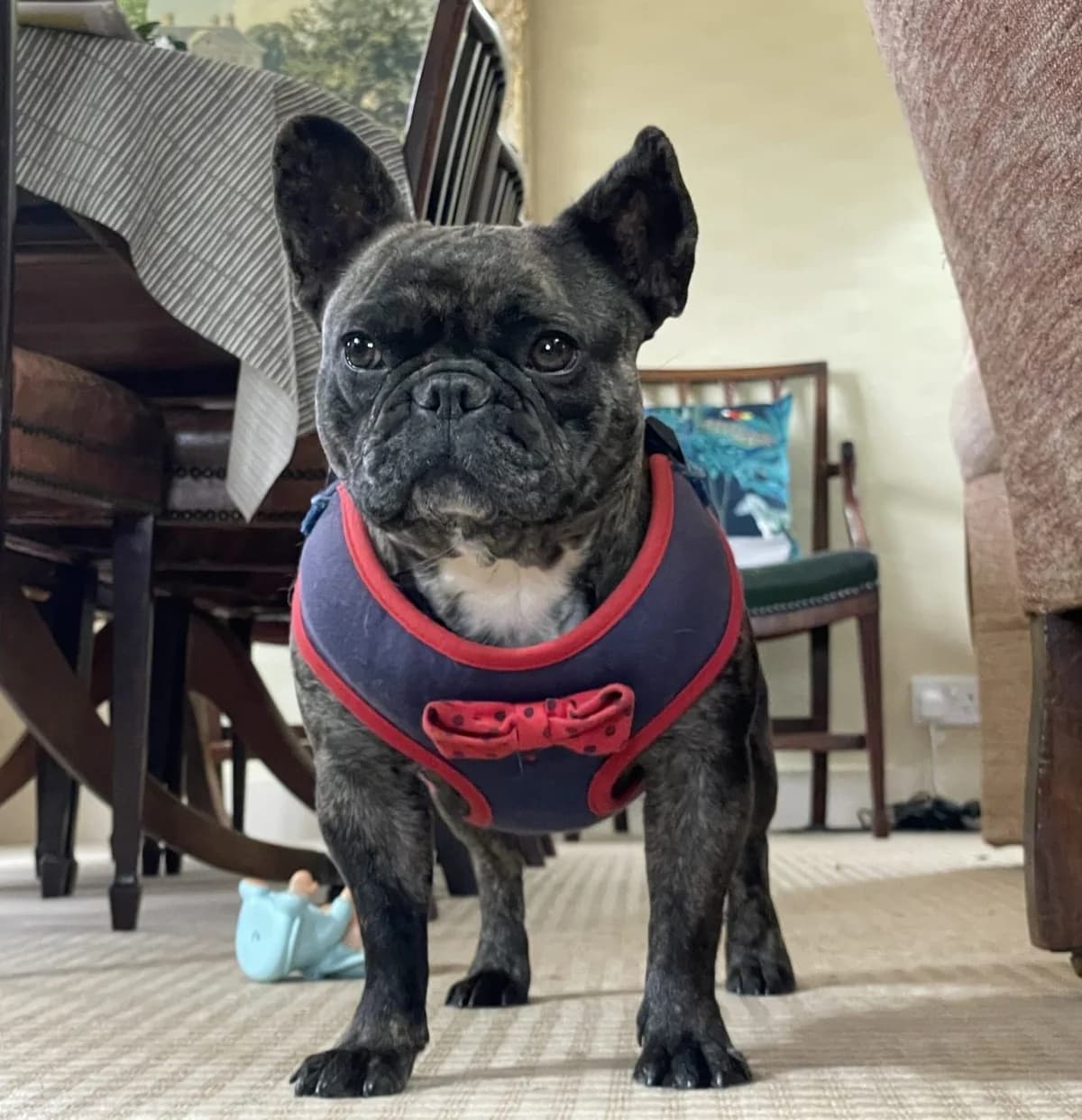 Pammy, female 3yo mixed breed for adoption at All Dogs Matter, London