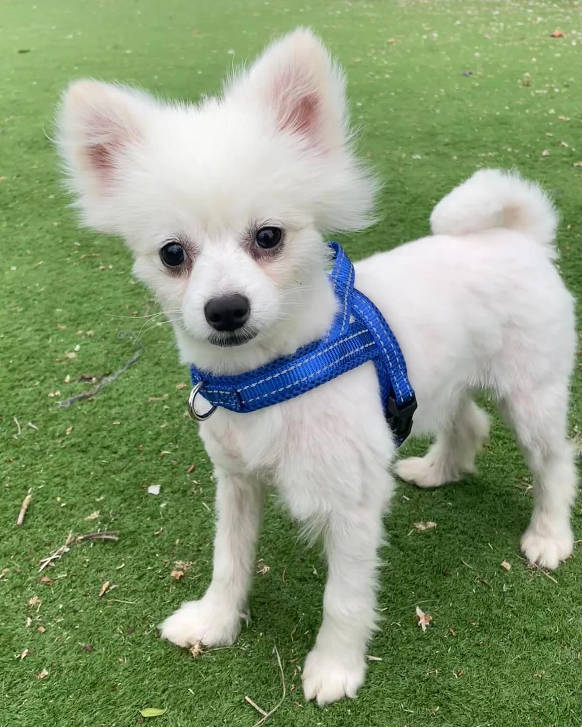 Paolo,  (All Dogs Matter)