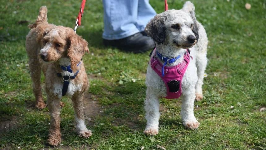 Peach (& Pear) photo 4