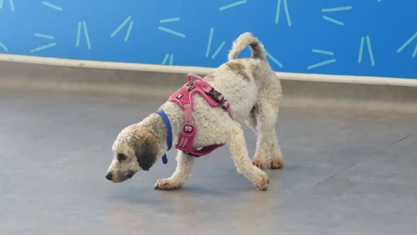 Peach (& Pear) photo 5