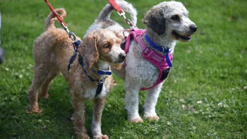 Peach (& Pear) photo 6