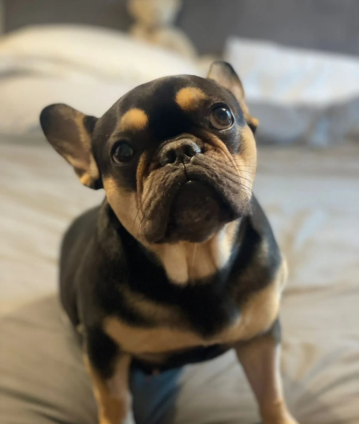 Peanut,  (All Dogs Matter)