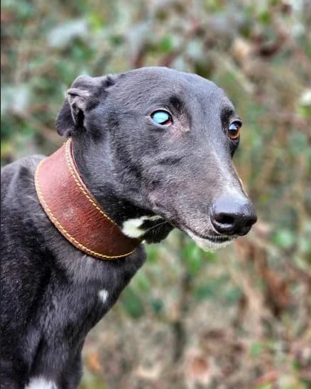 Pearly, female 3yo mixed breed for adoption at All Dogs Matter, London