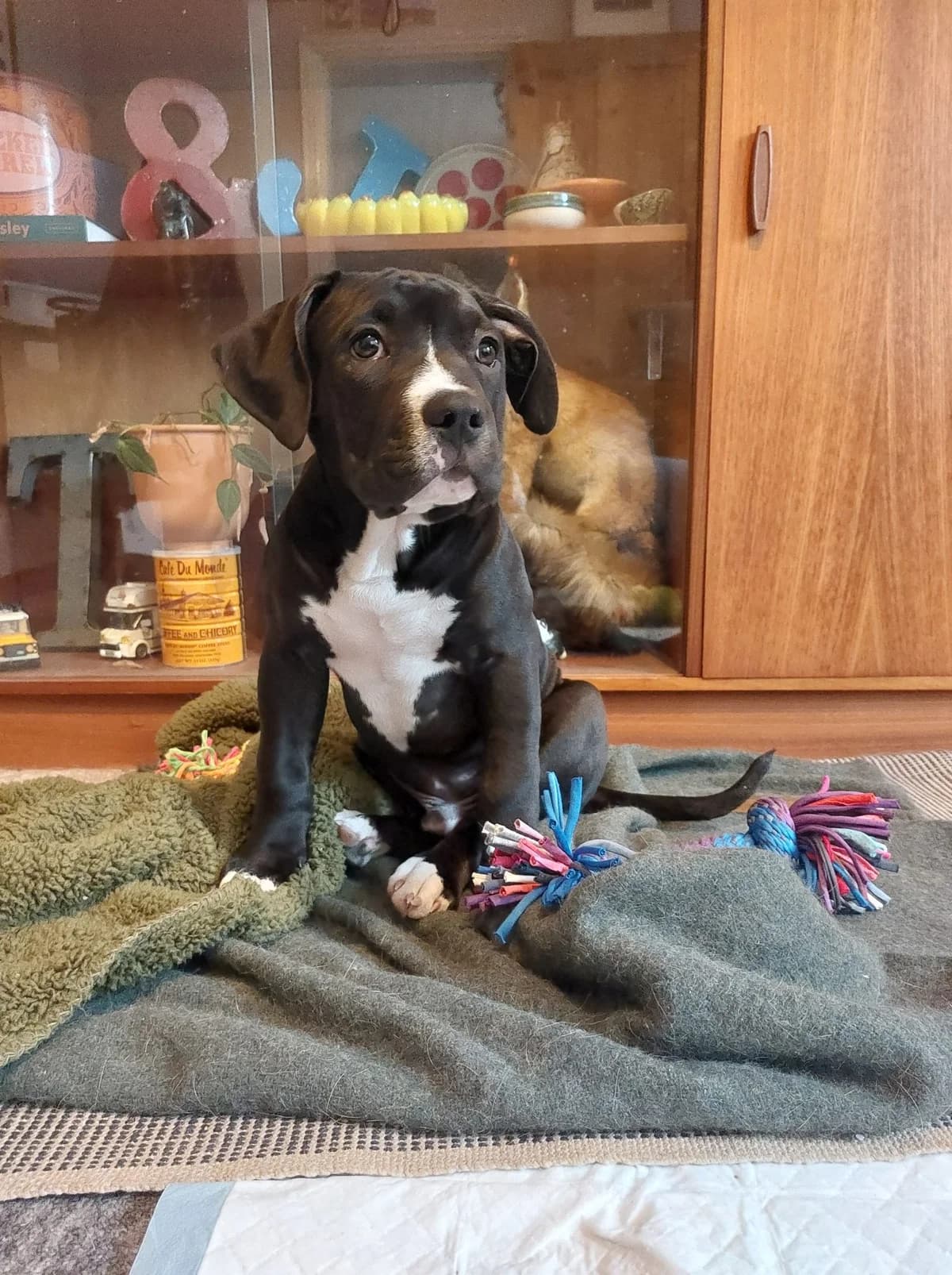 Pedro,  (All Dogs Matter)