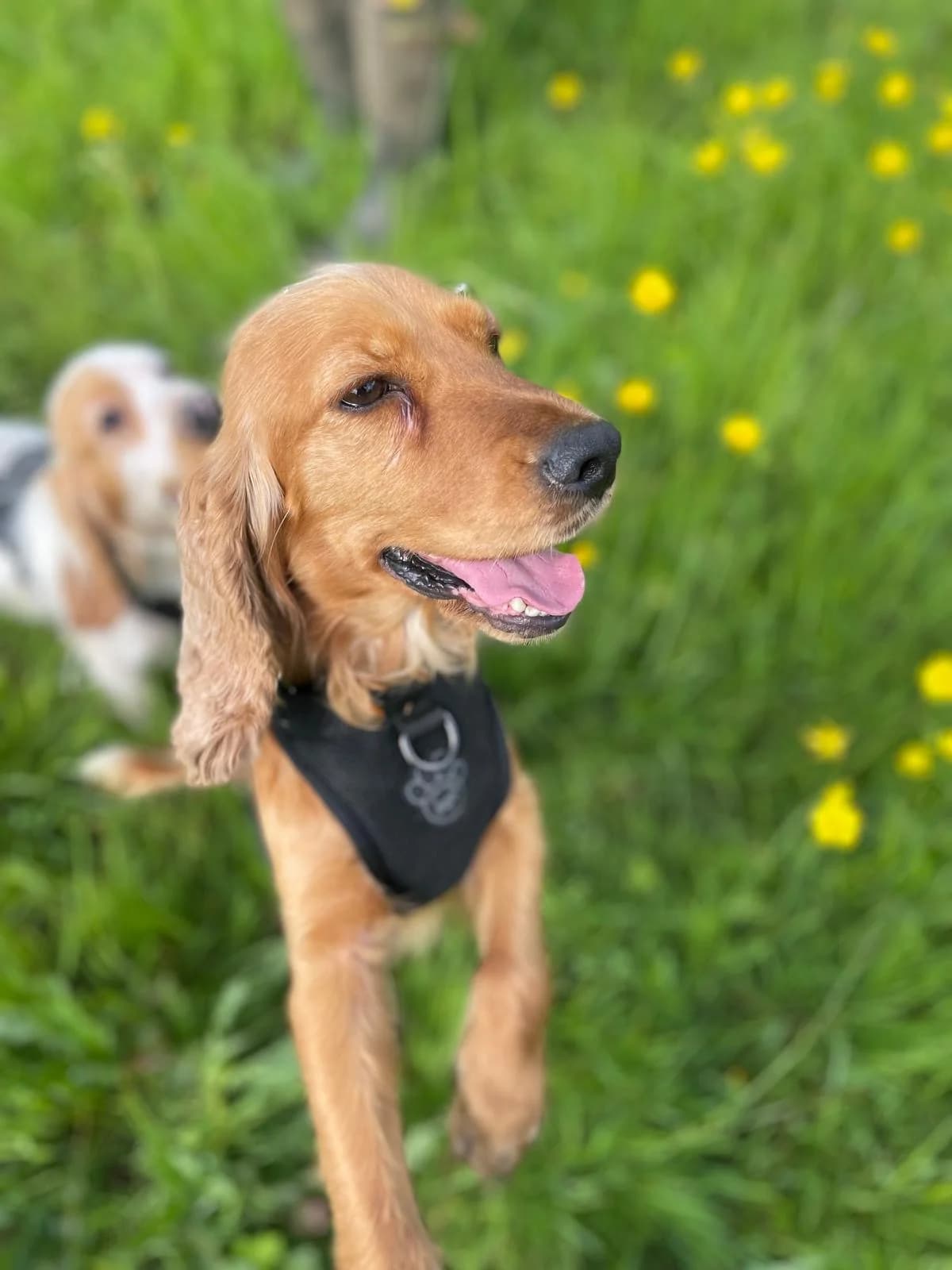 Peggy,  (All Dogs Matter)