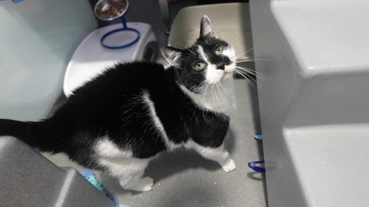 Penguin, female senior Domestic Shorthair for adoption at Battersea Dogs & Cats Home, London