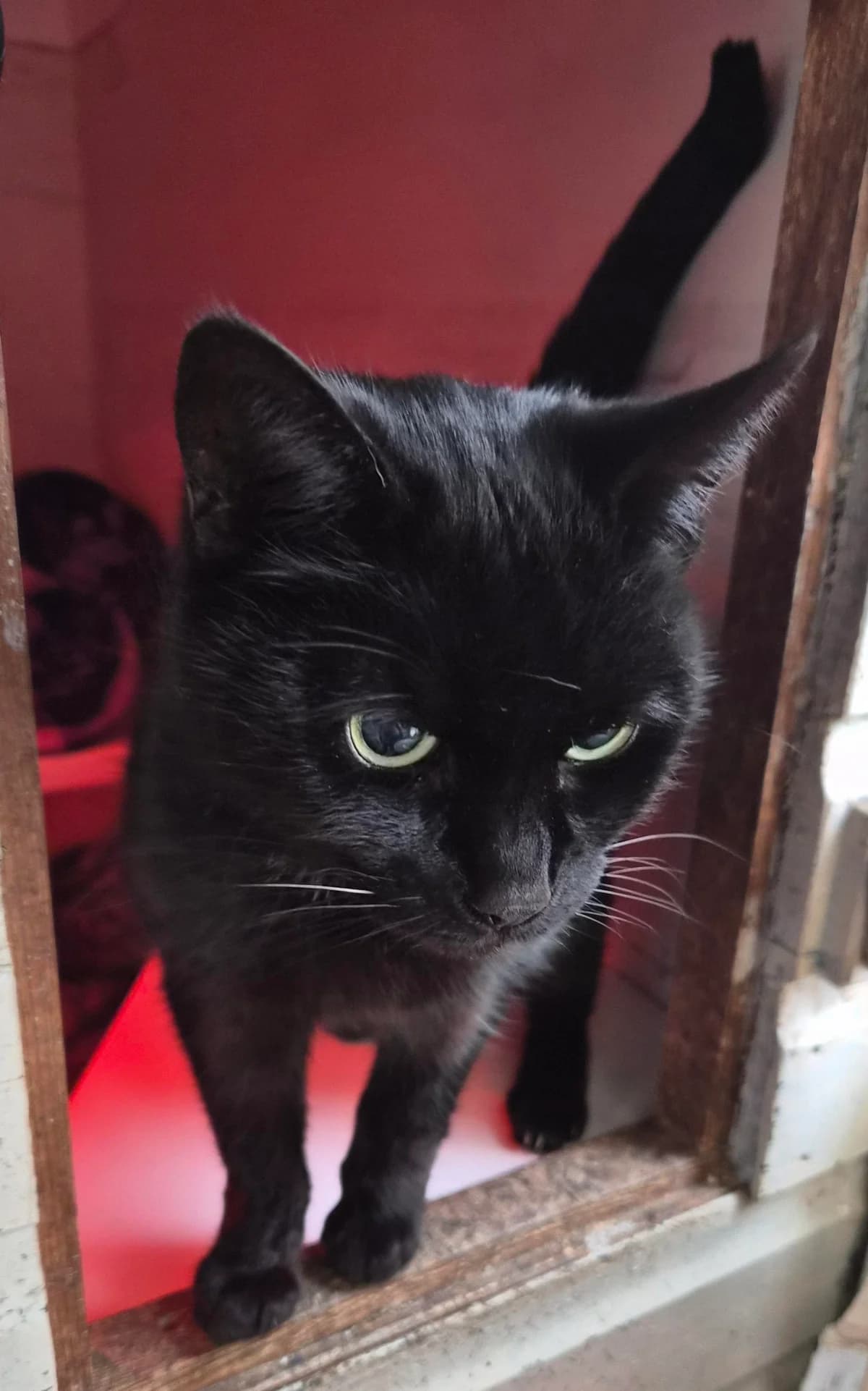 Penny, female Mixed Breed for adoption at Liverpool