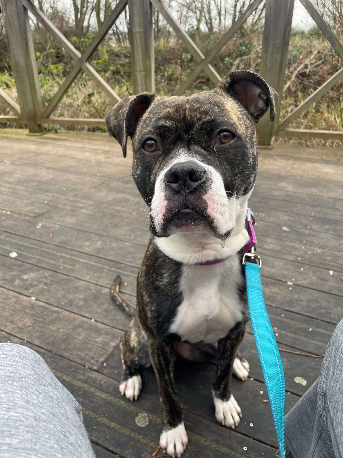 Penny, female young mixed breed for adoption at All Dogs Matter, London