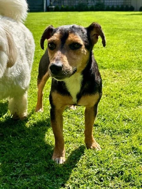 Pepe, female 3yo mixed breed for adoption at All Dogs Matter, London