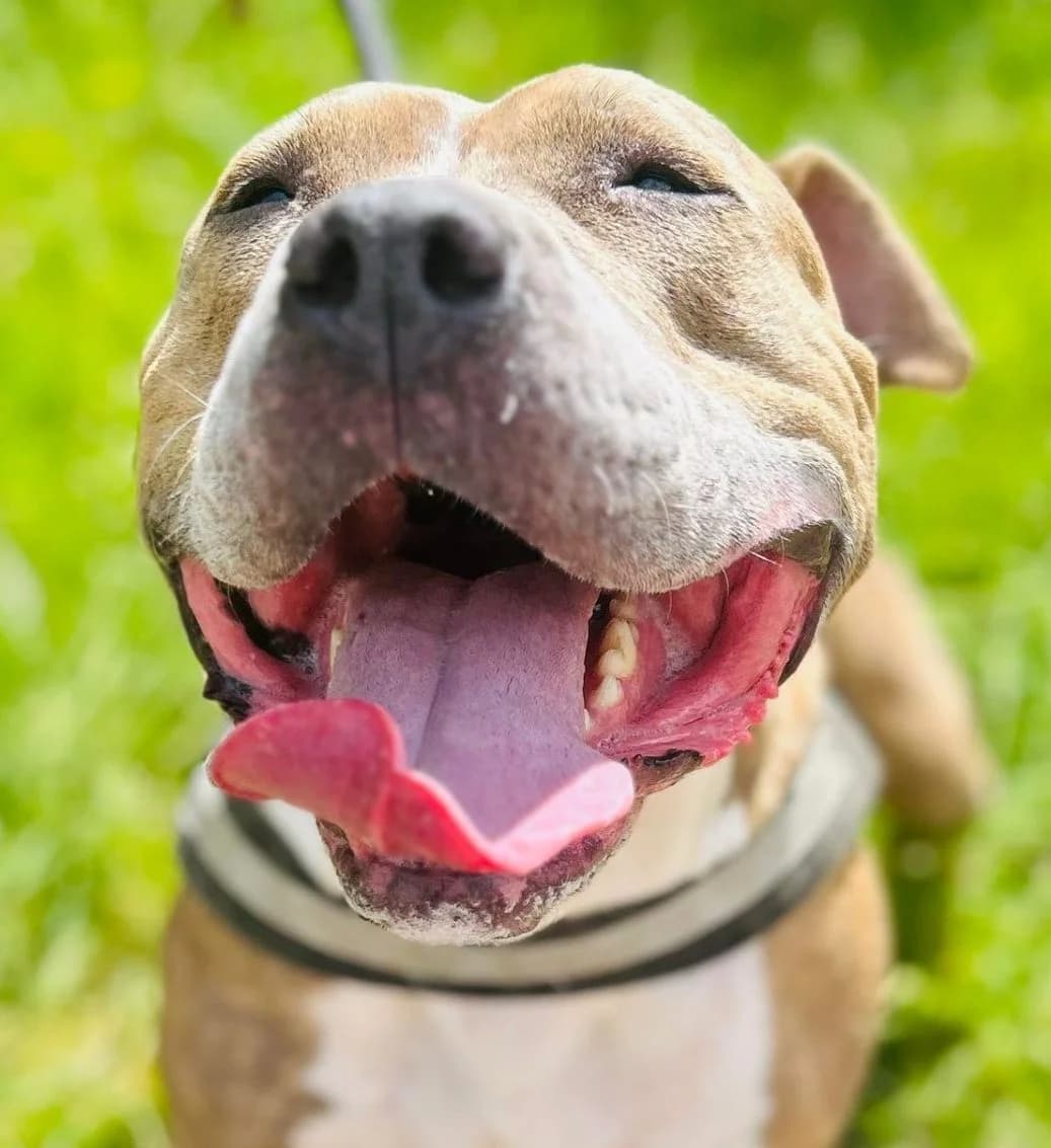 Peppa,  (All Dogs Matter)