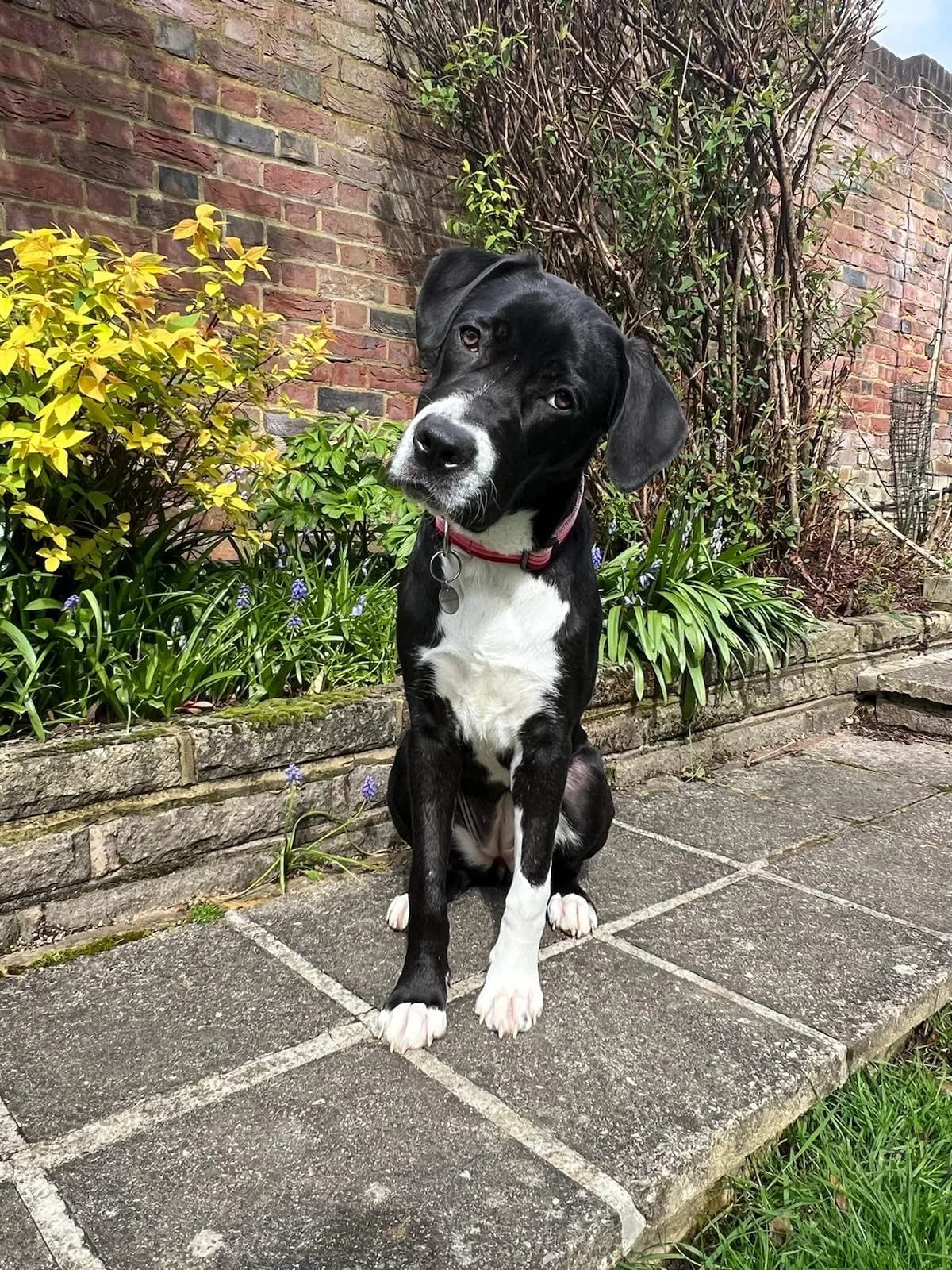 Periwinkle, female young Mixed Breed for adoption at All Dogs Matter, London