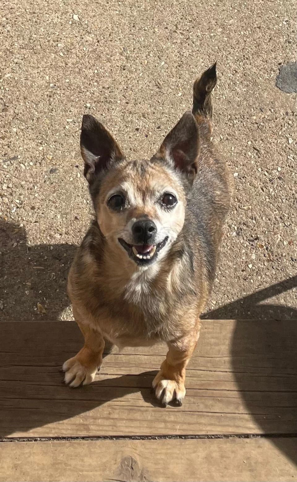 Petal,  (All Dogs Matter)