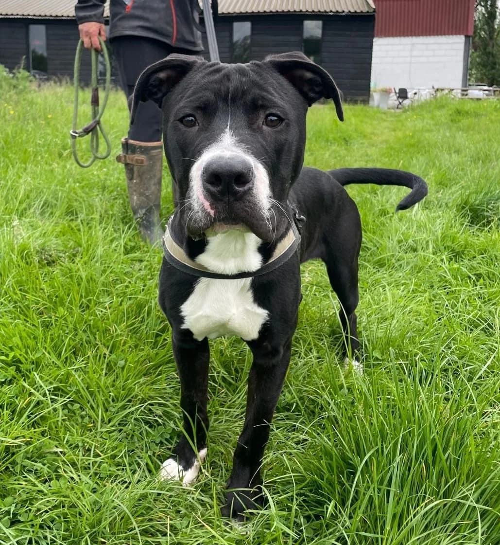 Petey,  (All Dogs Matter)