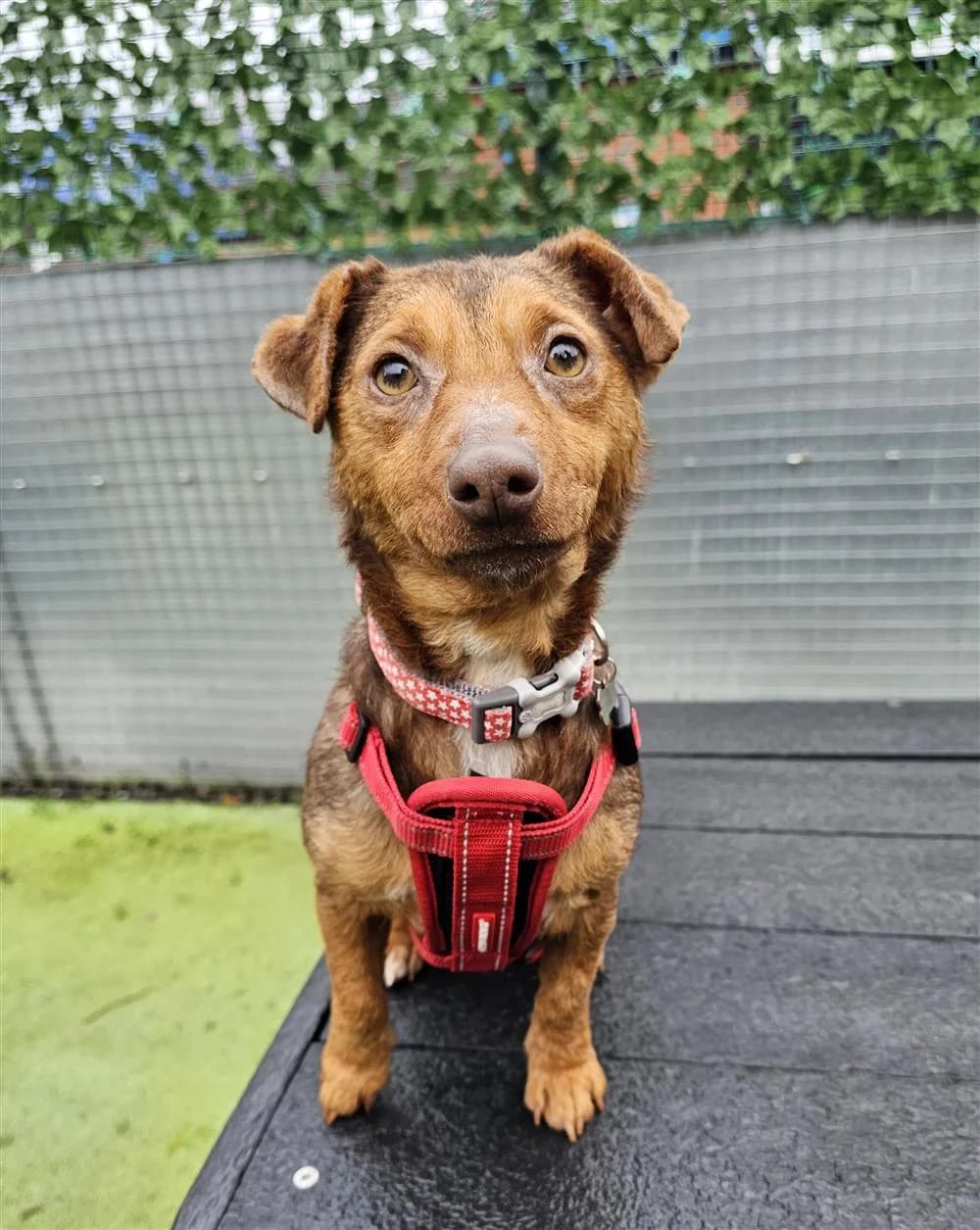 Phoebe,  (Bristol Animal Rescue Centre)