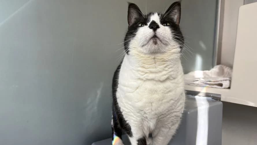 Phoebe, female senior Mixed Breed for adoption at Battersea Dogs & Cats Home, London