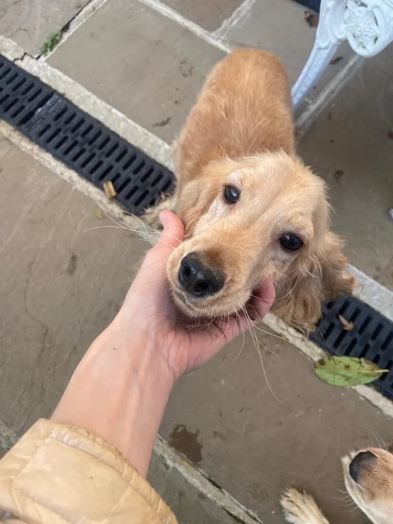 Pickle, female young mixed breed for adoption at All Dogs Matter, London