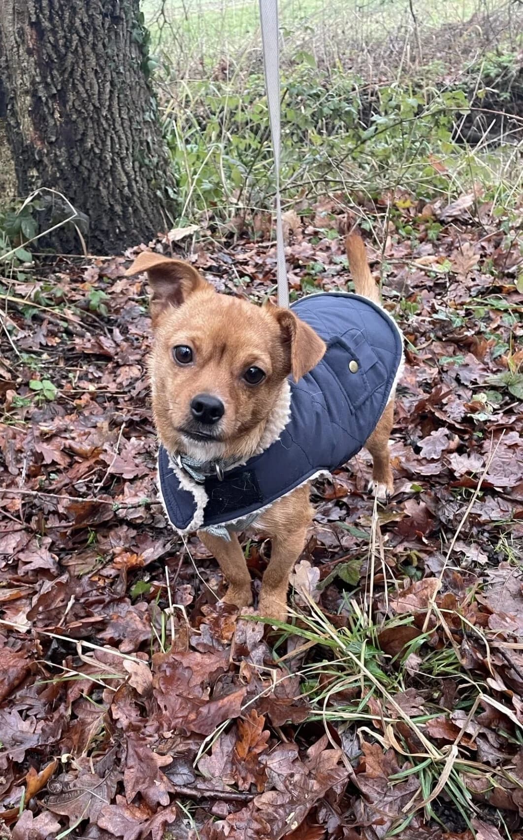 Pickles,  (All Dogs Matter)