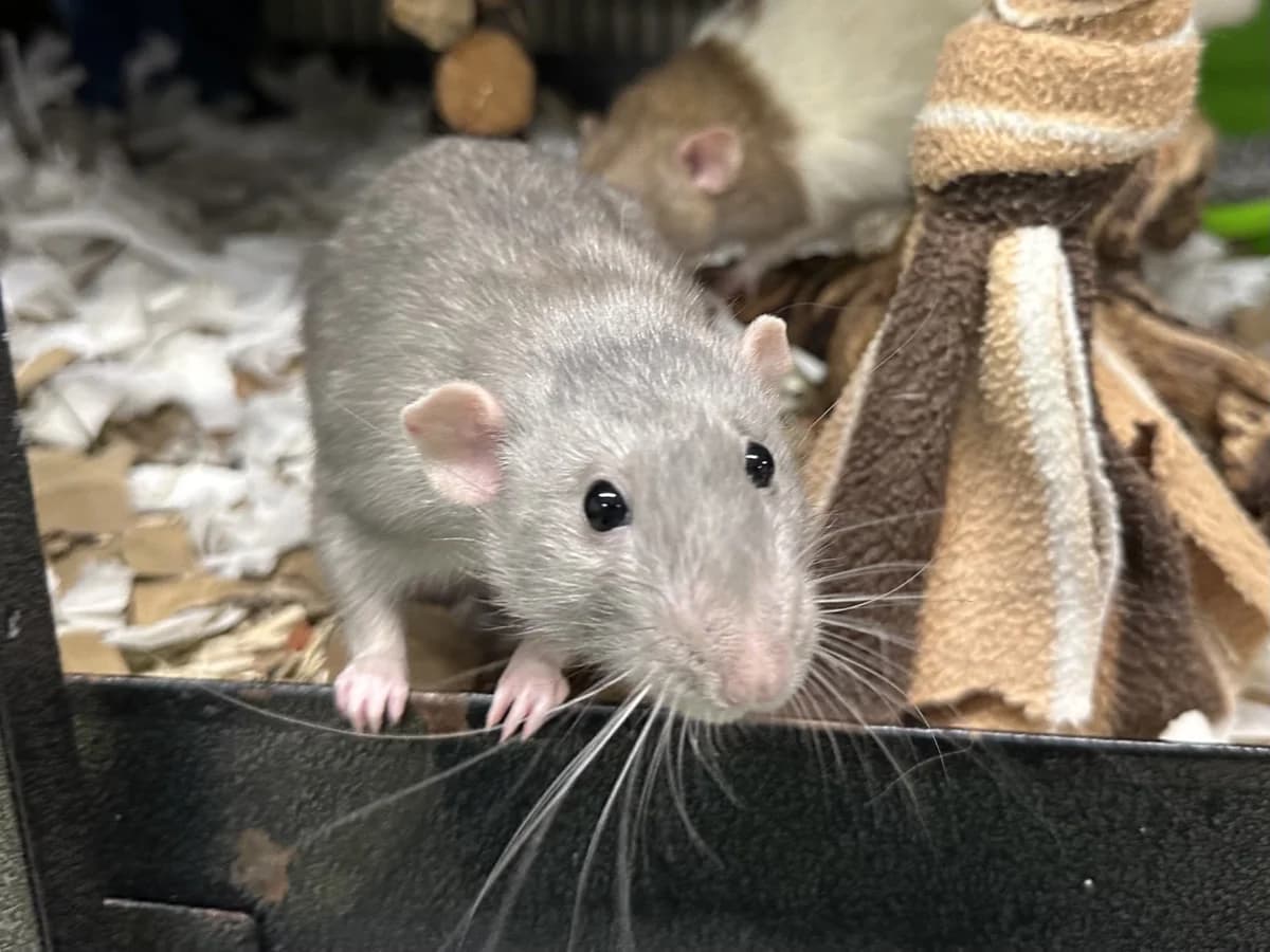 Pigeon and Toad, male young mixed breed for adoption at Woodgreen Pets Charity