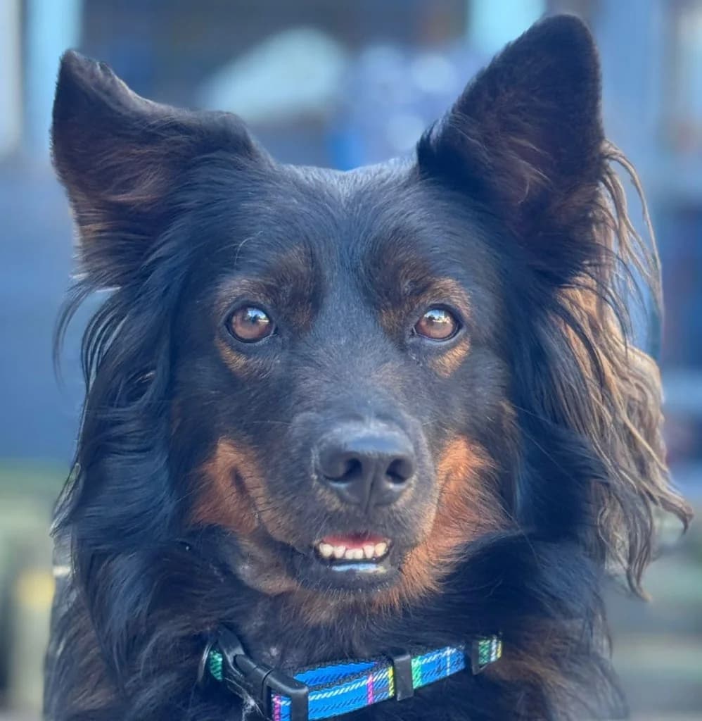 Pinot, male Border Collie for adoption at Dogs4Rescue, Manchester