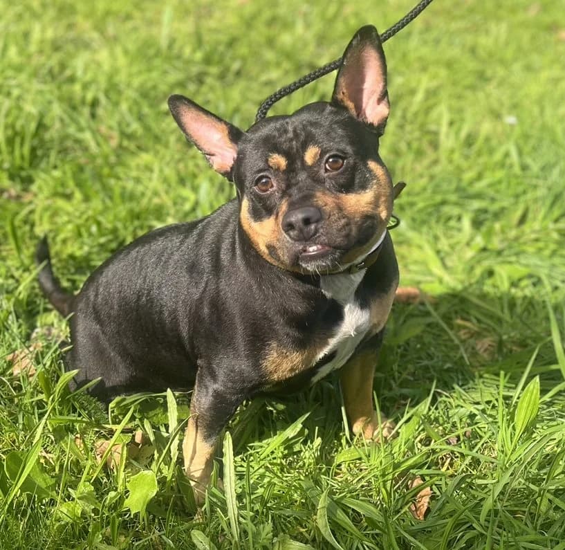 Pixie,  (All Dogs Matter)