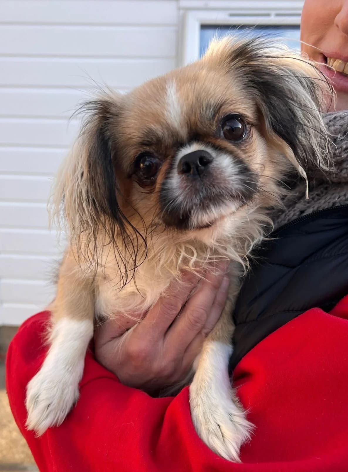 Pixie,  (All Dogs Matter)