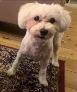 Plume,  (All Dogs Matter)