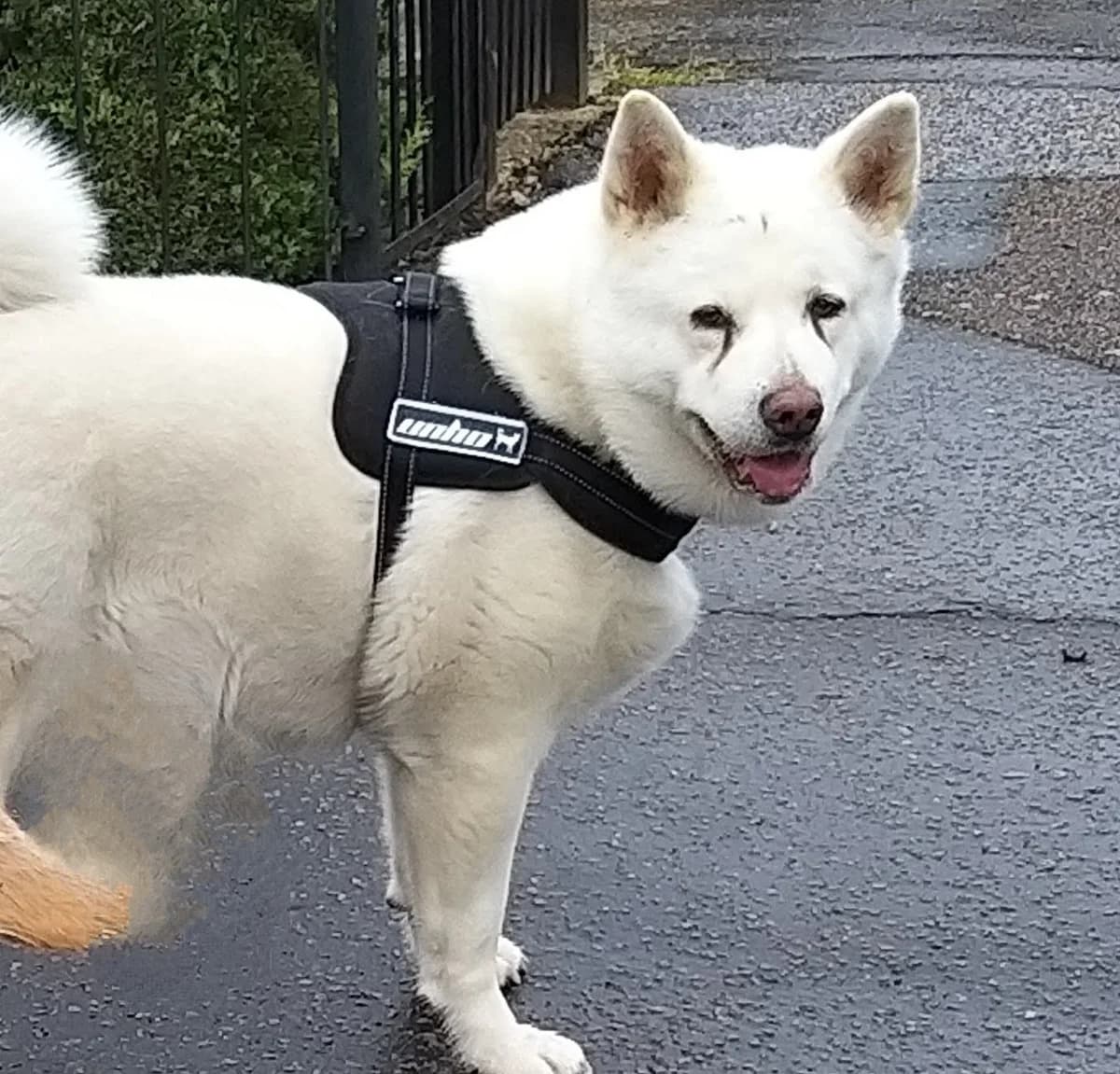 Polar,  (All Dogs Matter)