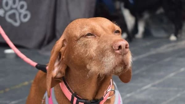 Policies, Mixed Breed for adoption at Hope Rescue, Pontyclun