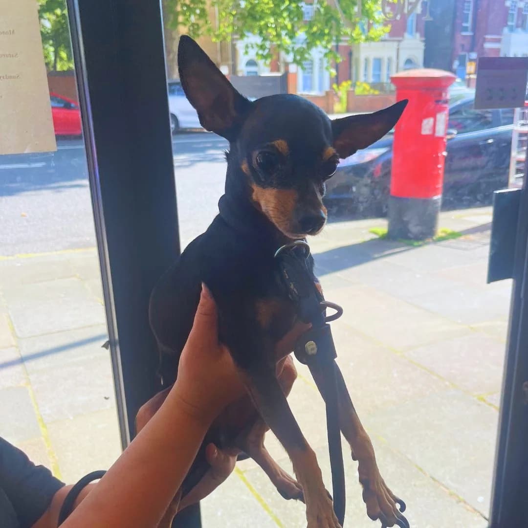 Popdog,  (All Dogs Matter)