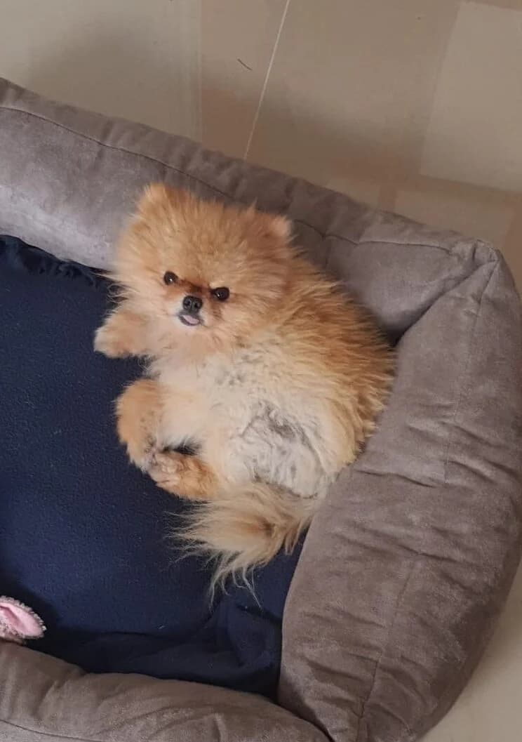 Poppet,  (All Dogs Matter)