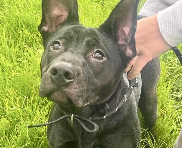 Poppy, female 6yo mixed breed for adoption at All Dogs Matter, London